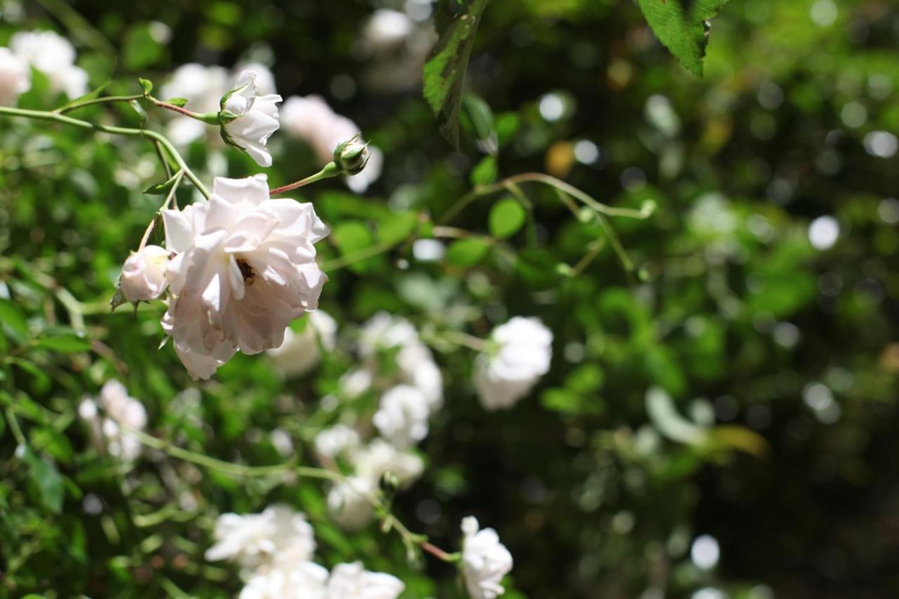 Allegra Cottage Of Leura Bagian luar foto